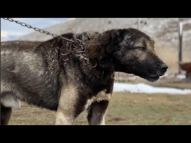 YENİ TRANSFER KURTÇU KIRÇIL KANGAL YAVRULAR | ​⁠​⁠KOYUN EKSPERLERİ NURİ VE İZZET GELDİ !