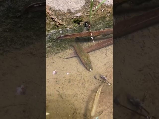 Unique Eel Fish Catching Technique