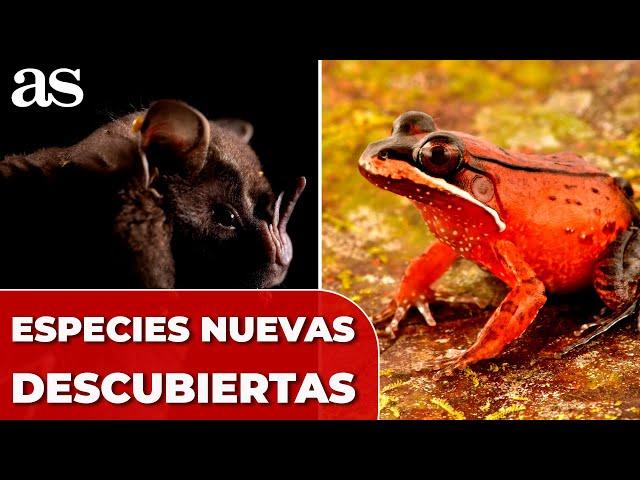 CIENTÍFICOS descubren 27 nuevas especies de ANIMALES en la AMAZONIA PERUANA