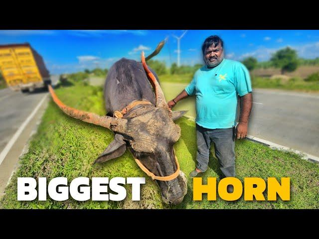 India Ke Sabse Bade Singh Wale Bhains  || Aaj Truck Sagar chalayega || #vlog