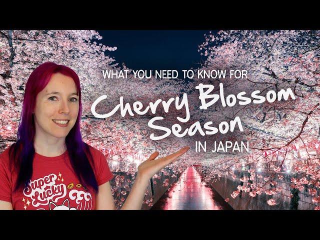  Tips for Cherry Blossom Season  Sakura in Japan 2024