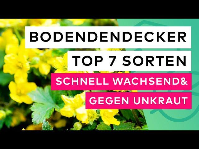 Die Top 7 Bodendecker:  Schnellwachsend und effektiv gegen Unkraut!