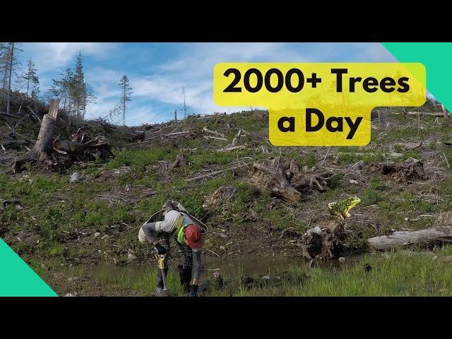 Planting over 2000 Trees a Day