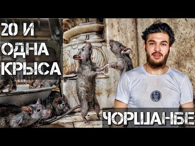 Новый Конфликт / Чоршанбе VS Персидский Дагестанец / Кипишь и Массовая Драка