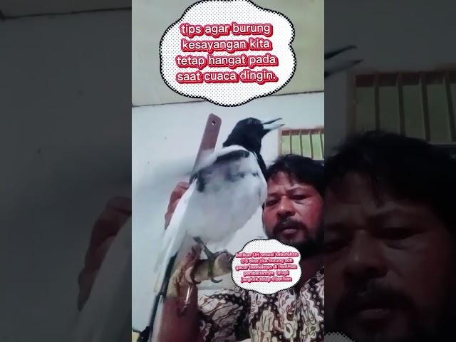 Tips agar burung kesayangan kita tetap hangat pada saat cuaca dingin #jagalpapua gacor