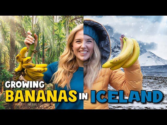 How do BANANAS grow...in ICELAND?! | Maddie Moate