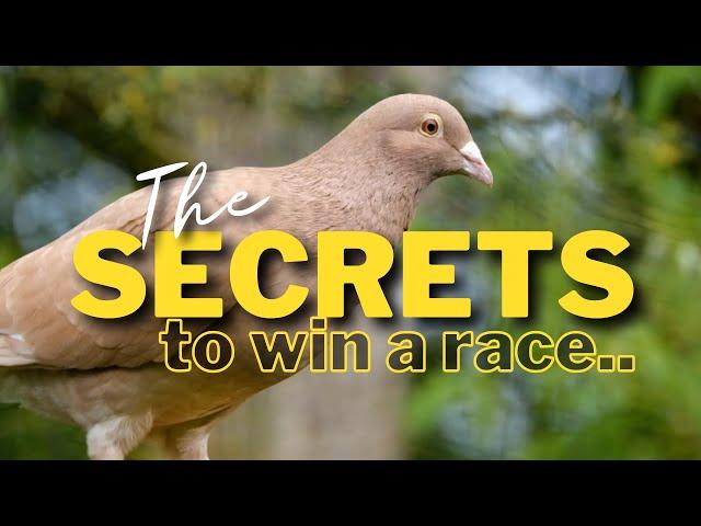 The secrets to win a race | Pigeon Racing Tips | #racingpigeon