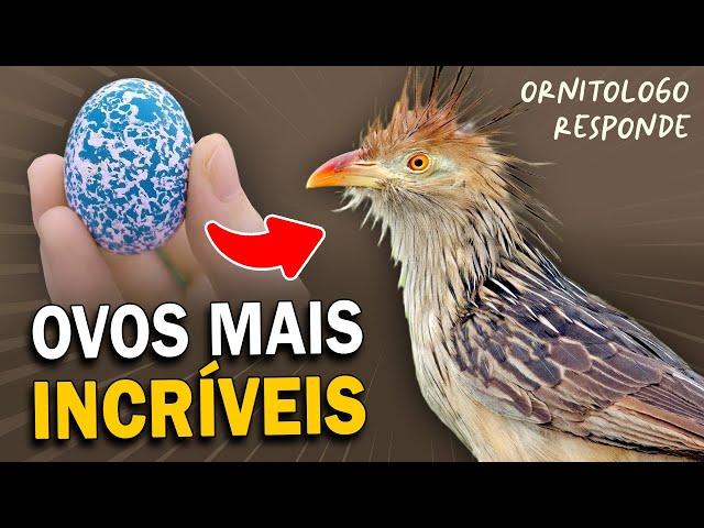 Quais são as AVES com os OVOS MAIS DIFERENTES? Ornitólogo Responde #40