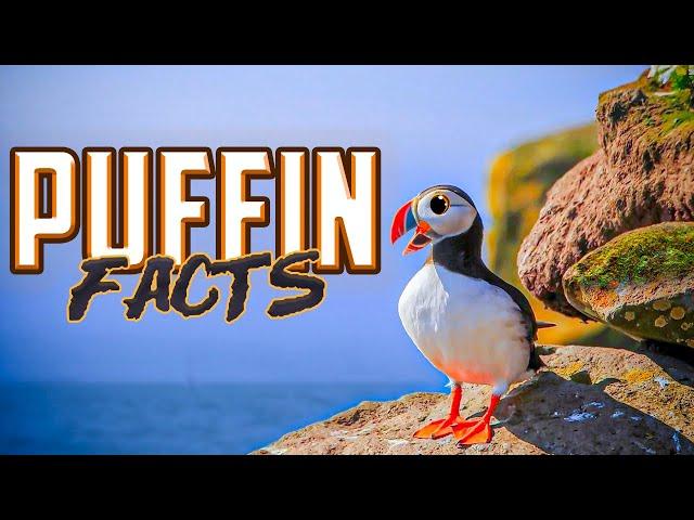 Puffin Facts!