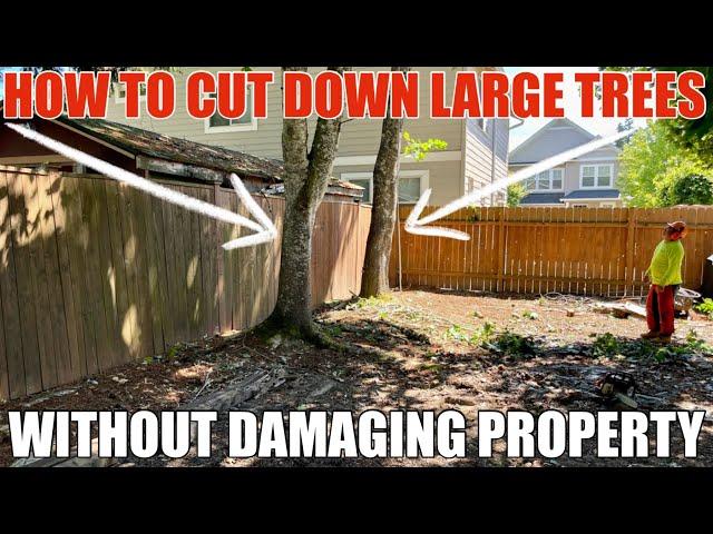 How To Cut Down A Large & Tall Tree That Is Next To A Fence And Several Houses Step by Step