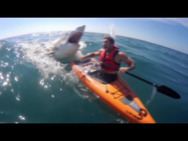 If You're Scared Of Sharks, DON'T Watch This Video