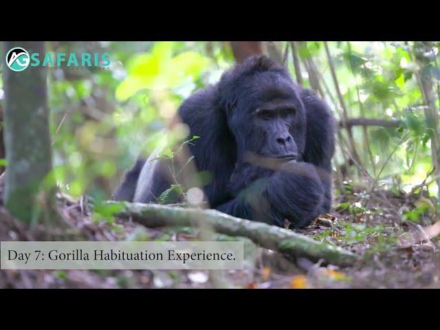 8 day gorilla habituation experience in Uganda