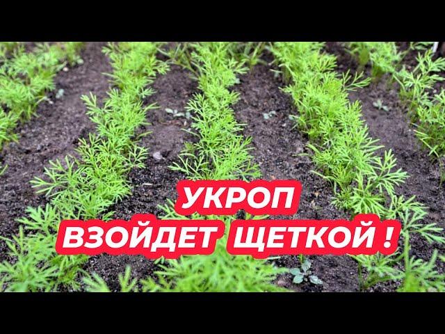 УКРОП ВЗОЙДЕТ ЩЕТКОЙ! Посейте так укроп и получите дружные всходы!