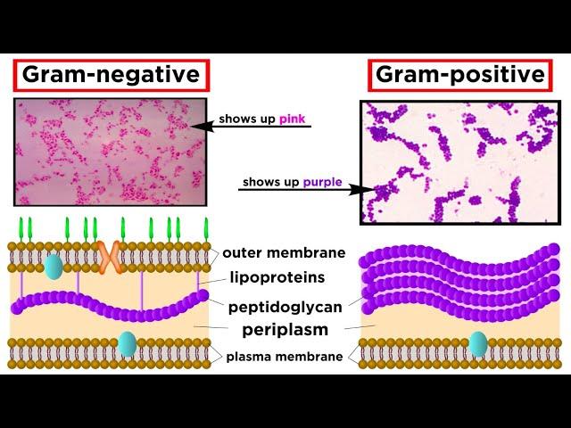 Unicellular Life Part 1: Bacteria