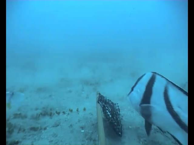 Red emperor and trigger fish in seagrass habitat