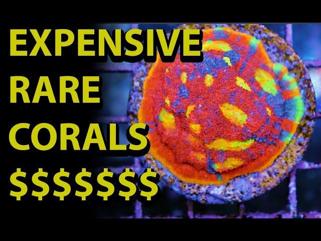 Expensive Rare Corals \\ Coral Prices & Historical Increase In the Hobby