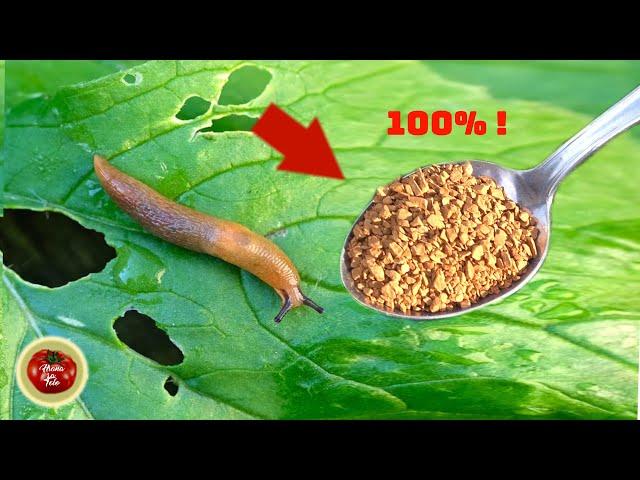 Kill all slugs and snails in just FEW DAYS (works 100%)