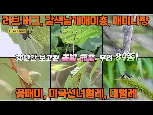 긴급상황, 돌발해충과의 전쟁-러브 버그, 갈색날개매미충, 매미나방, 꽃매미, 미국선녀벌레, 대벌레 | KBS 방송