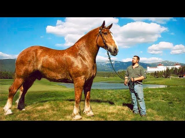 The BIGGEST HORSES In The World 