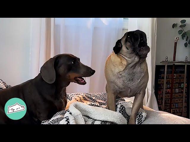 "It can't be our dog!" Screaming Pug Startles Owners With His Voice | Cuddle Buddies