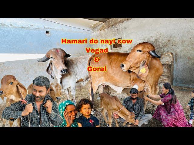 Do new family members aa gye hai ajj hamari new gaushala me #gircow