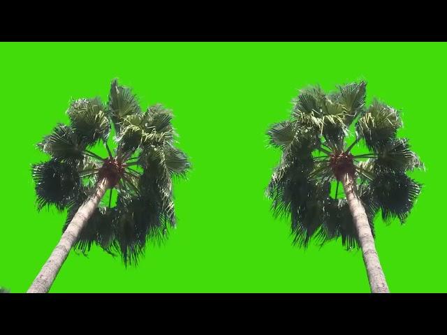 palm tree green screen