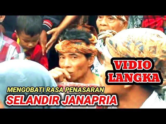 selandir janapria VS rajawali angkuh - OBAT PENASARAN