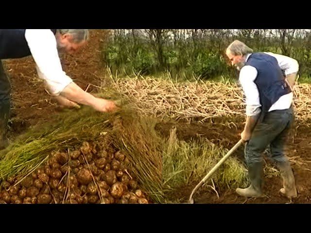 Farming Potatoes in Ireland as was done in the 1950'