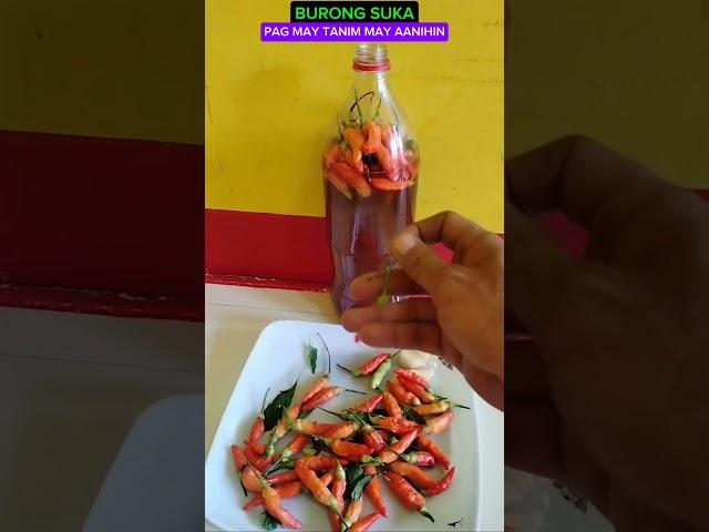 BURONG SUKA #tutorialsvideo #bonsailovers #gardening #plantslovers