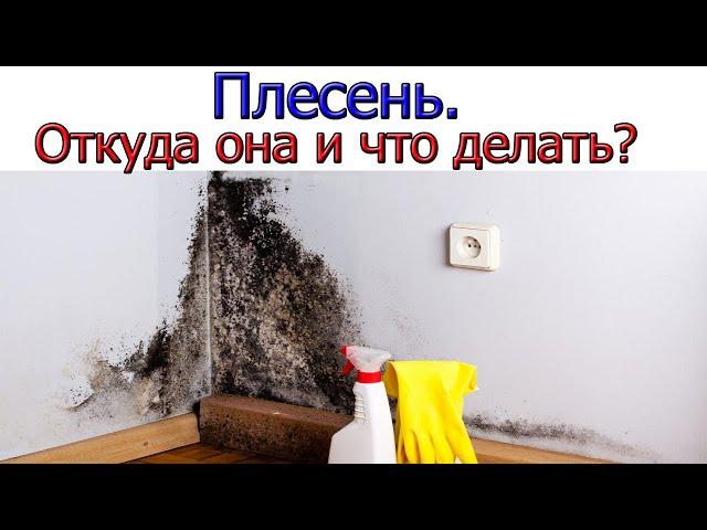 Откуда берётся плесень в квартире и как с ней бороться [ 6 ПРИЧИН ]