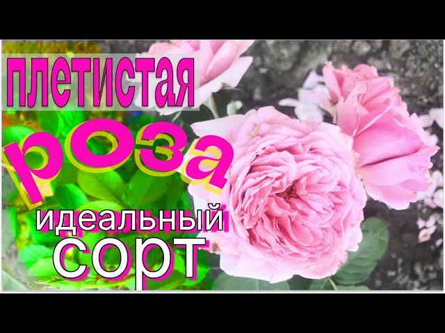 Идеальный сорт плетистой розы.Рекомендую!!!