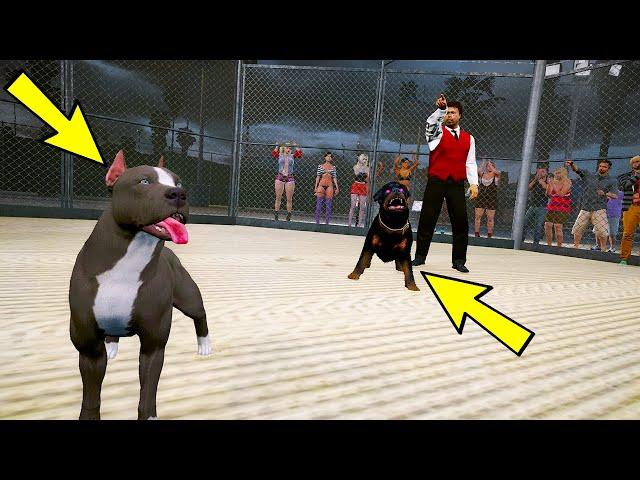 YAVRU PİTBULL JASON ROTTWEILER İLE KAFES DÖVÜŞÜ YAPIYOR! - GTA 5