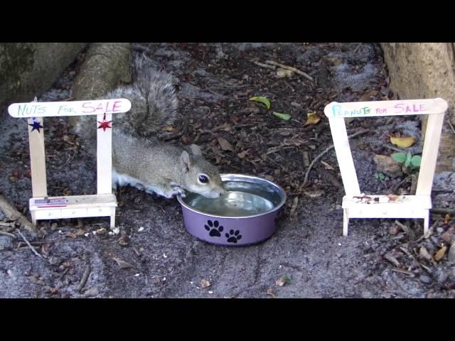 mi ardilla NUTELLA bebeiendo agua en el VERANO,muy caliente !!MUST SEE VIDEO !!!