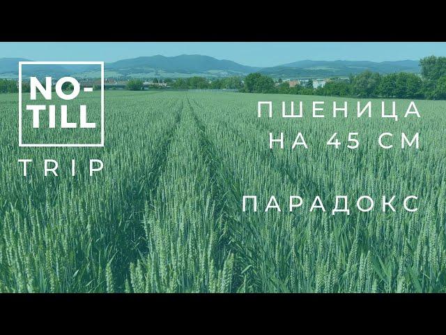 Широкорядная пшеница | Парадокс при внесении навоза