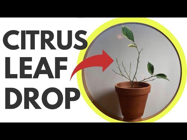 Citrus Leaf Drop SOLVED! Why it happens & how to fix it.