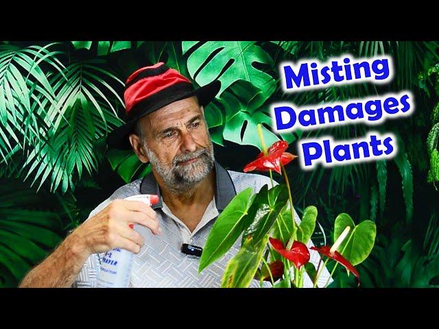 Does Misting Harm Plants and Does it Even Work?