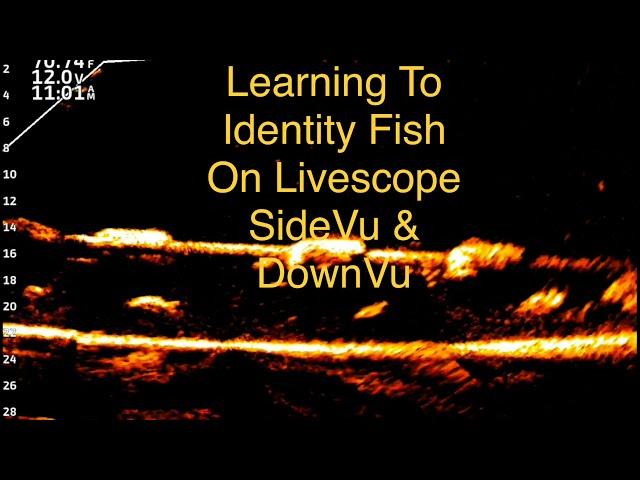 Garmin Livescope: Learning To Identify Fish On Livescope, SideVu, & DownVu