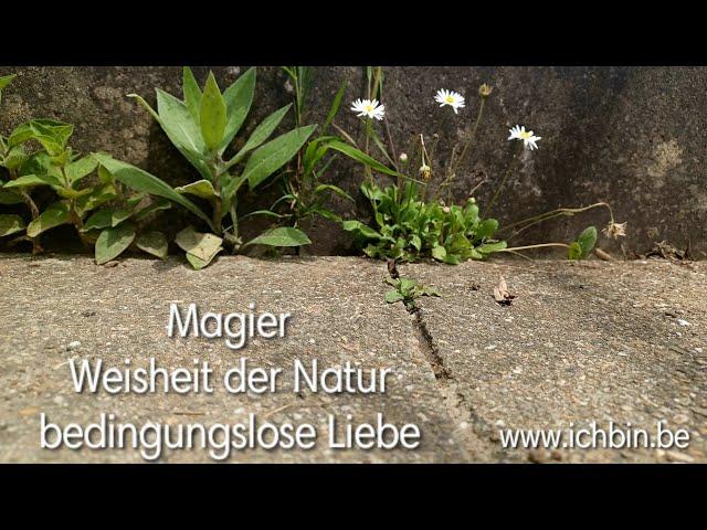 KIN 74 • Tod & Magie • ich Ehre die Weisheit der Natur & öffne mich für magische Wege