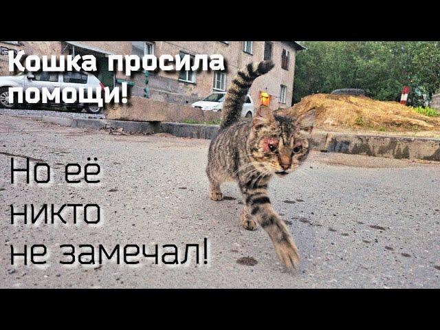 Каждый день кошка плакала и ждала помощи / но люди не замечали кошку/help save the cat