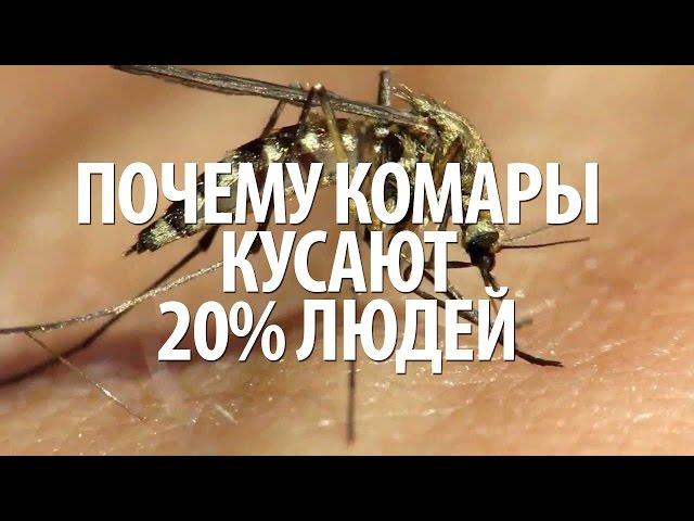 Почему комары кусают 20% людей