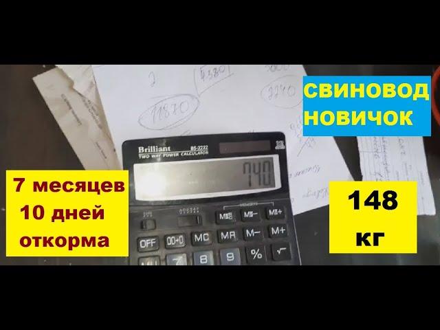 Живой вес свиней в 7 месяцев 10 дней. 5 поросят -- 740 кг. Откорм свиней. Свиноводство.