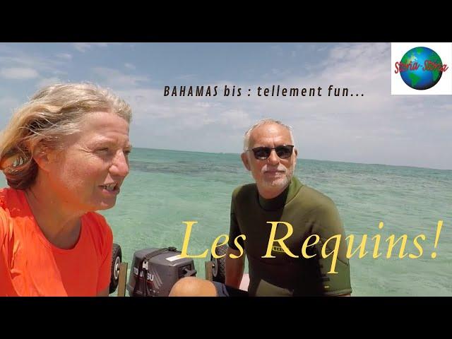 Des requins dans les Bahamas. SV Storia Storia. Vlog 75