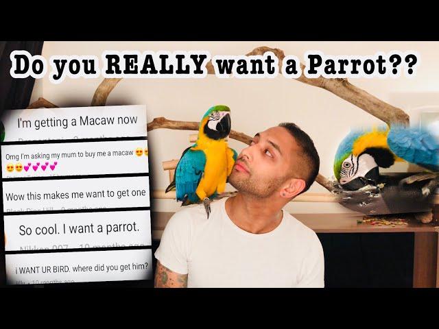 DON’T buy a Macaw!!! Unless... || Mikey The Macaw