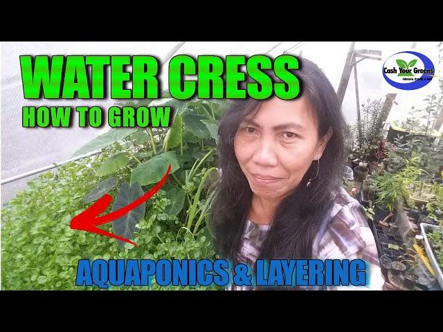 HOW TO GROW WATERCRESS/ Aquaponics & Ground Layering Technique