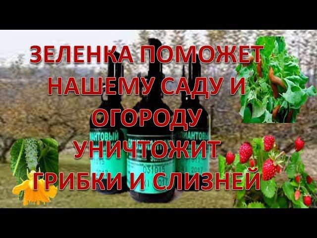 ПРИМЕНЕНИЕ ЗЕЛЕНКИ В САДУ И ОГОРОДЕ .vselennaya uvlesheniy