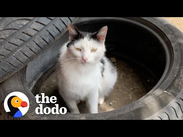 Stray Cat Waits For This Guy At Work Every Morning For 2 Years | The Dodo Cat Crazy