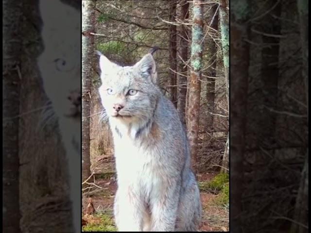 Beautiful ENDANGERED Species  The LYNX…. #wildlife #trailcam #nature #bigcats