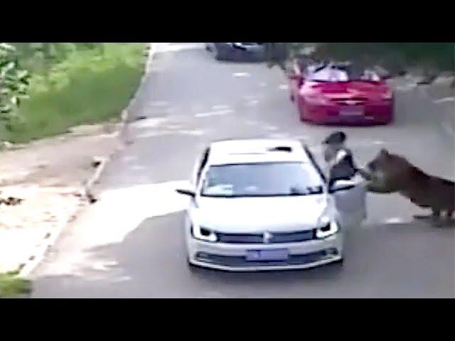 Woman Mauled to death by Tiger in Beijing Animal Park