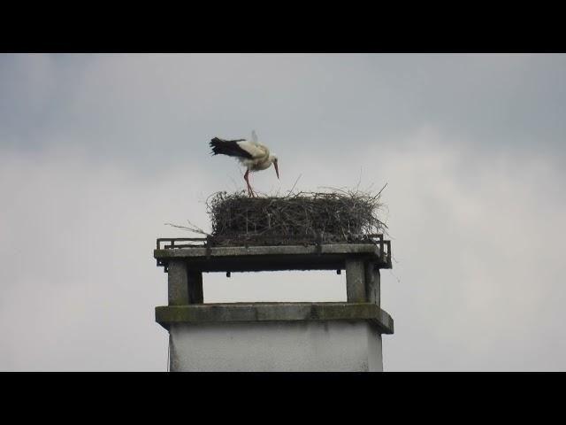 Storchennest Fridolfing 21.04.2024 - Mindestens 1 Küken