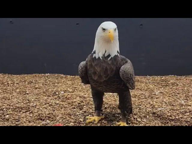 The life of a retired bald eagle